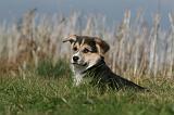 CORGI PEMBROKE 1138